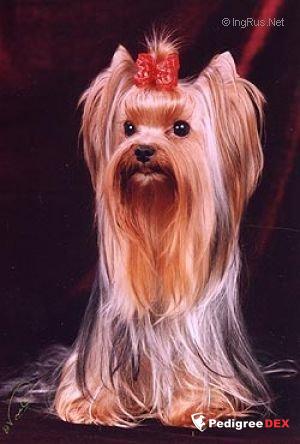  CHARMING CHIFTAIN VAMP TIPTOP PRAYZ &mdash; Labaza DogPedigree YorkshireTerrier