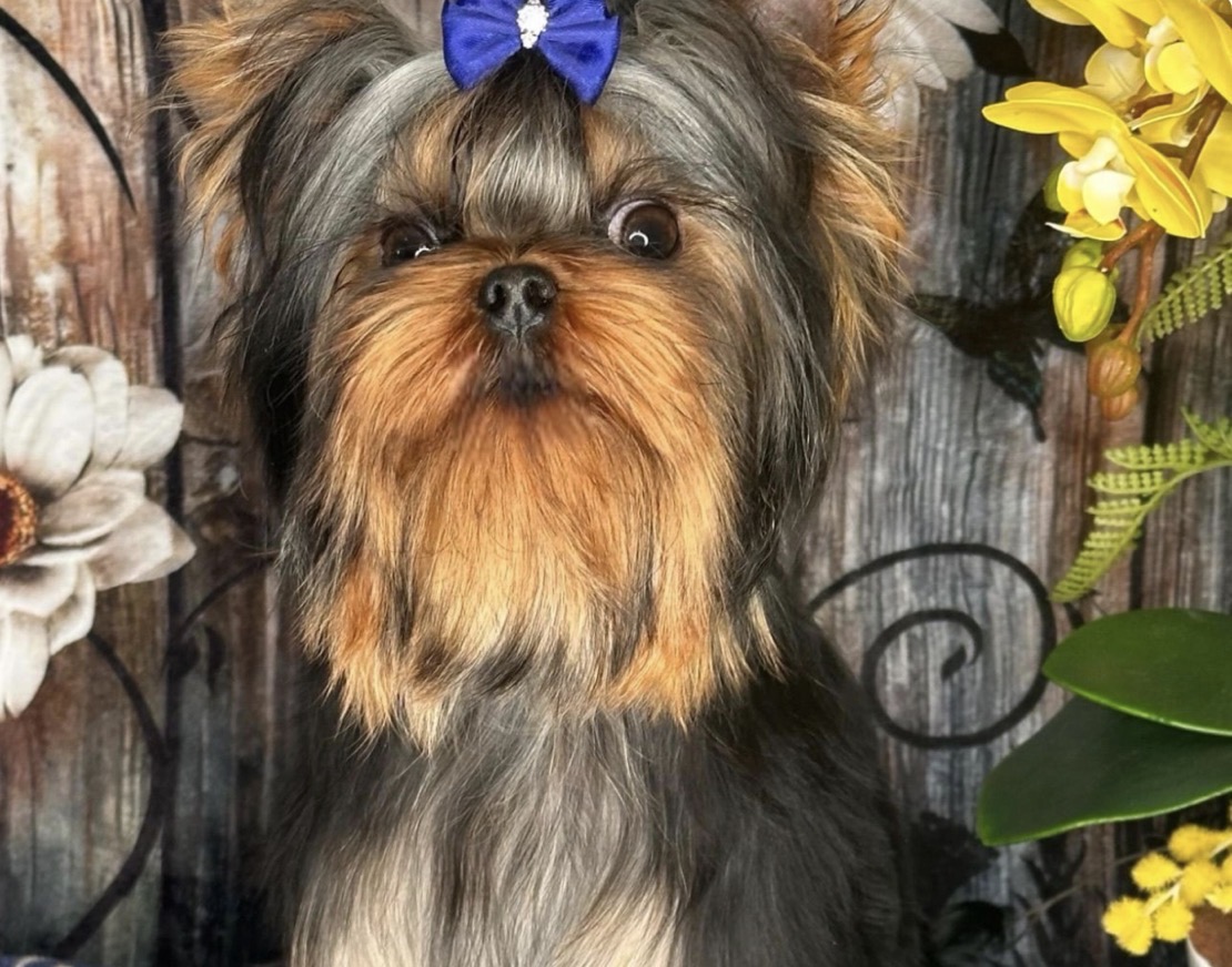 KRASS ORION JAMES BOND &mdash; Labaza DogPedigree YorkshireTerrier