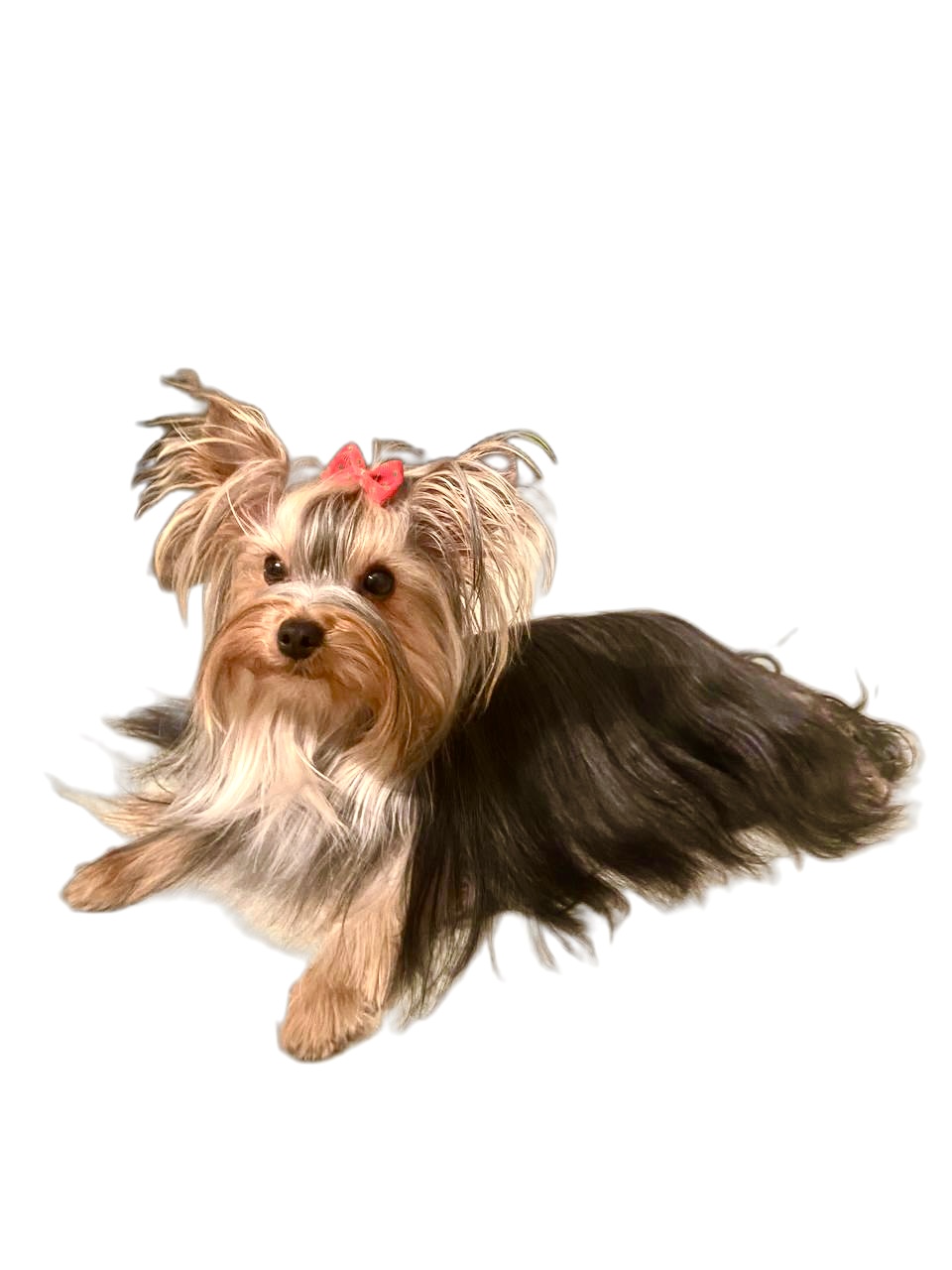 ULANA &mdash; Labaza DogPedigree YorkshireTerrier