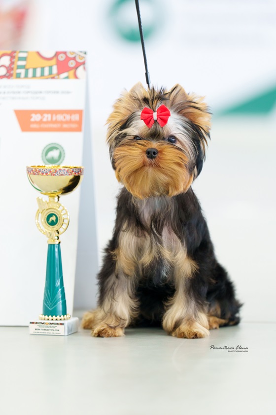 Laranta LARANTA MASTROIANNI FOR PANDY SHARM &mdash; Labaza DogPedigree YorkshireTerrier