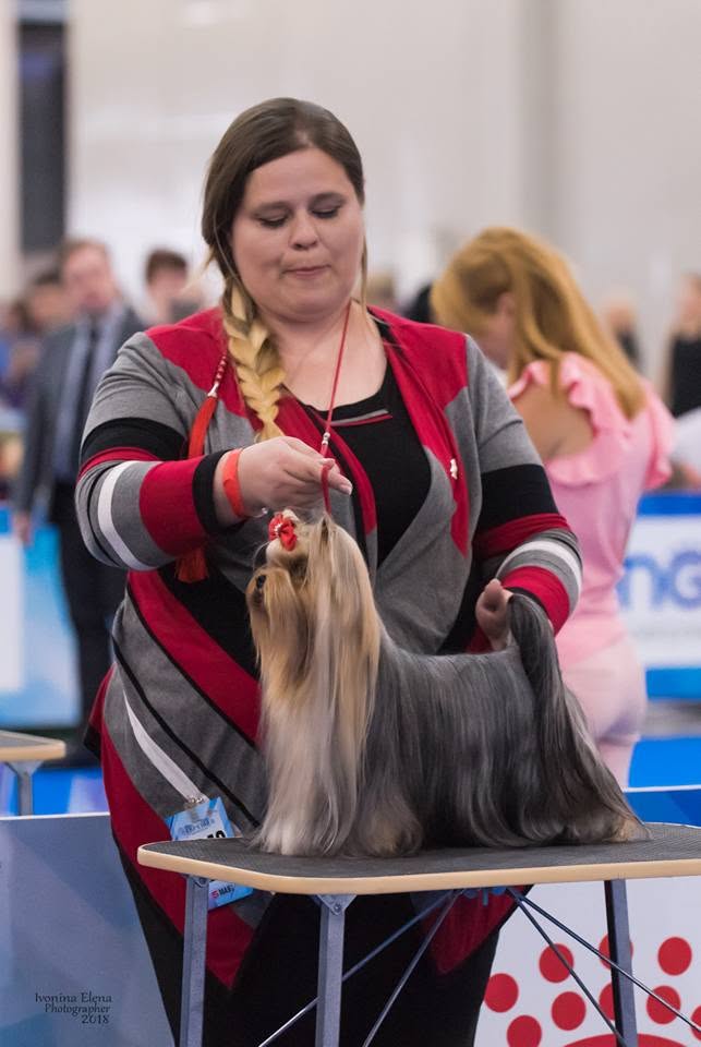  LARANTA DANDY DUST &mdash; Labaza DogPedigree YorkshireTerrier