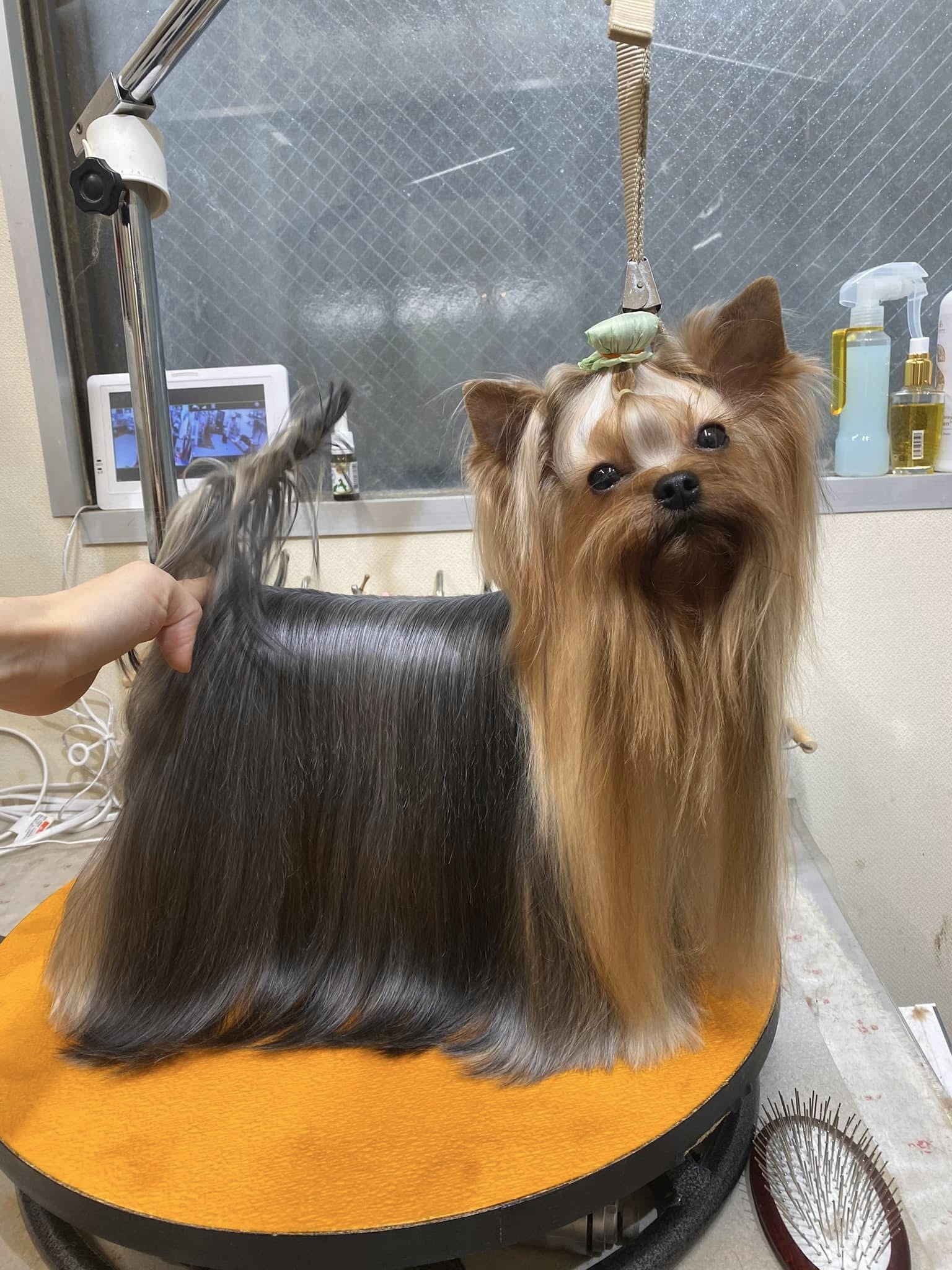 SUNSHINE JP REALTHING MATILDA &mdash; Labaza DogPedigree YorkshireTerrier