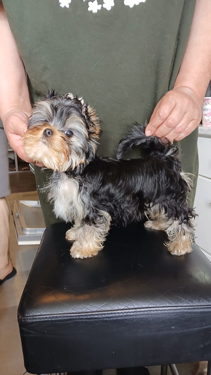  LARANTA TONARINO TOTORO &mdash; Labaza DogPedigree YorkshireTerrier