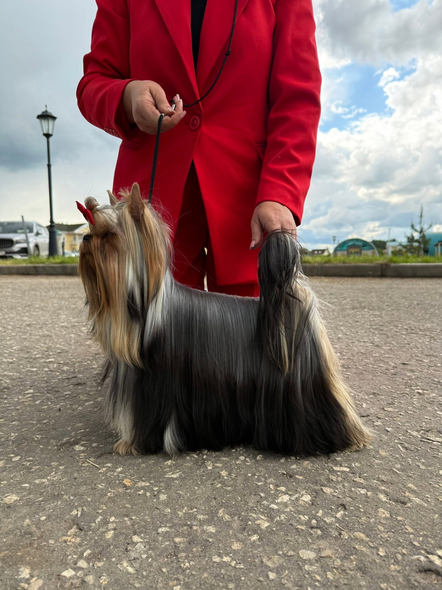  LARANTA ICON STYLE &mdash; Labaza DogPedigree YorkshireTerrier