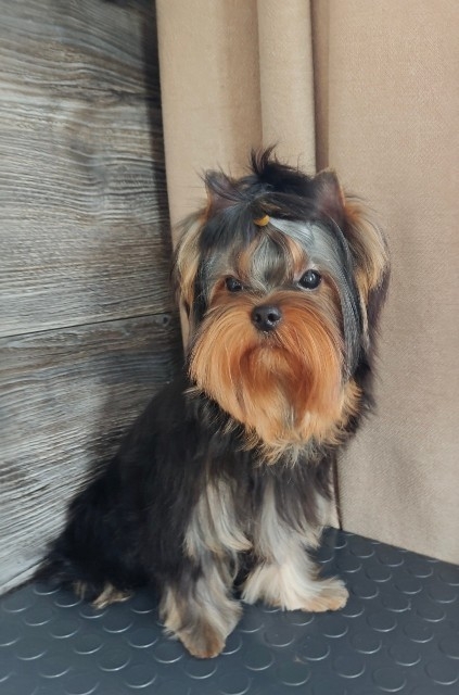 BONMARI VIZAR UMBERTO UNO &mdash; Labaza DogPedigree YorkshireTerrier