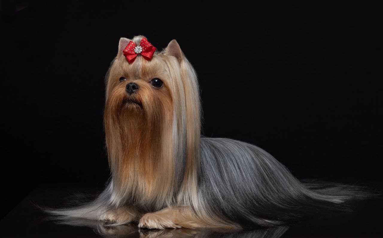 BONMARI VIZAR OLLISIYA TEJT &mdash; Labaza DogPedigree YorkshireTerrier