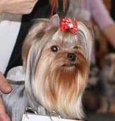 BONMARI VIZAR ENDLESS CHARM &mdash; Labaza DogPedigree YorkshireTerrier