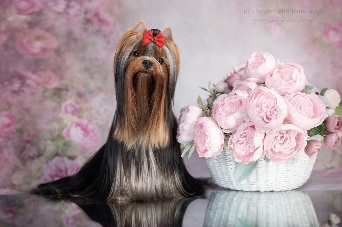 IMPERIYA &mdash; Labaza DogPedigree YorkshireTerrier