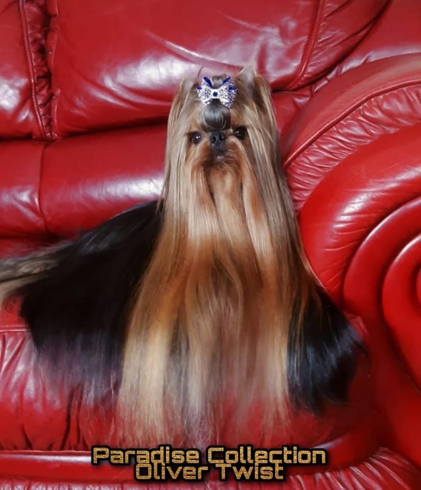 PARADISE  COLLECTION OLIVER TWIST &mdash; Labaza DogPedigree YorkshireTerrier