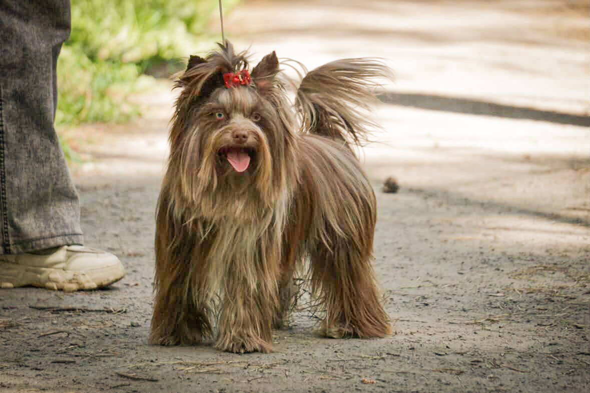 SMAYLA &mdash; Labaza DogPedigree YorkshireTerrier