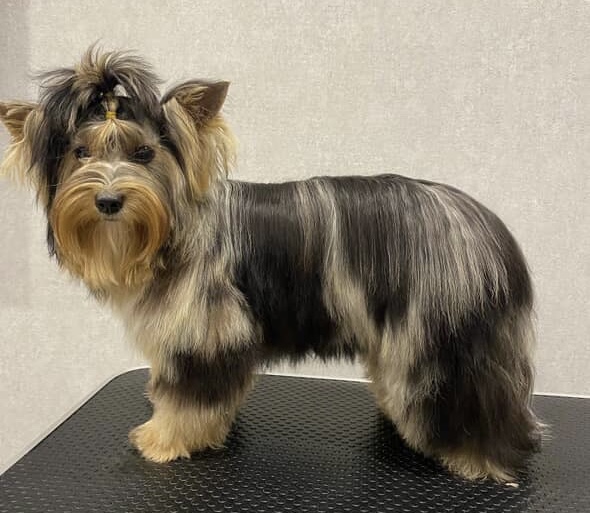 GLADYS FINE FLOWER &mdash; Labaza DogPedigree YorkshireTerrier