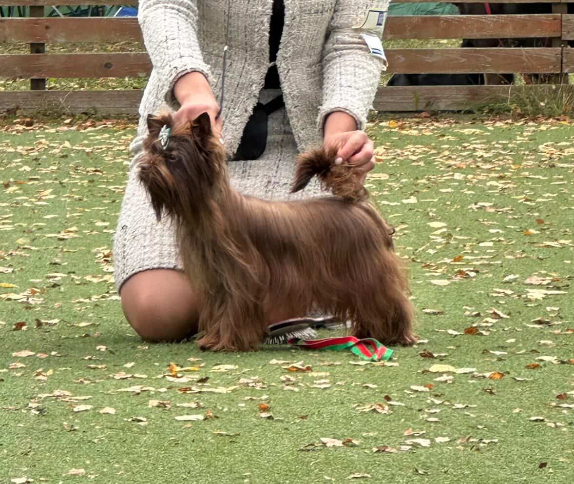 NIGEL CLYDE &mdash; Labaza DogPedigree YorkshireTerrier