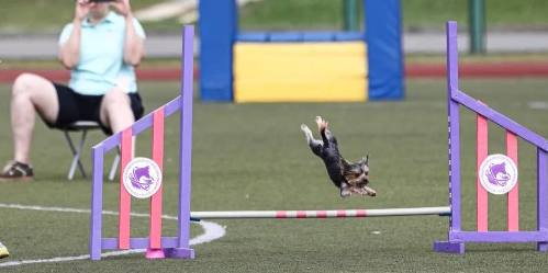  MERCEDES-BENZ &mdash; Labaza DogPedigree YorkshireTerrier