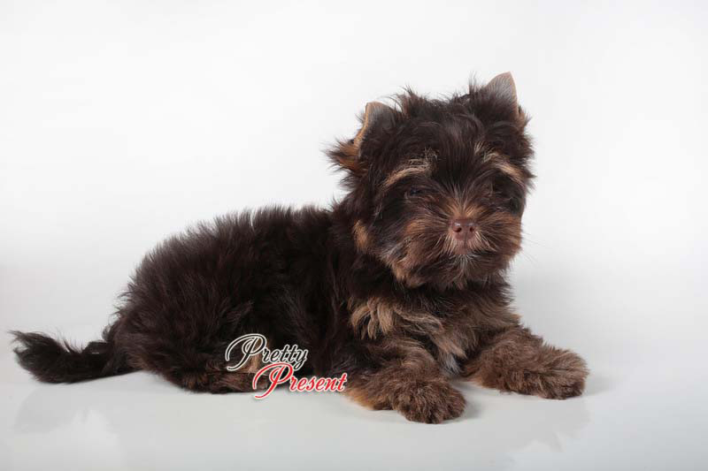  PRETTY PRESENT MIRAY MAY &mdash; Labaza DogPedigree YorkshireTerrier