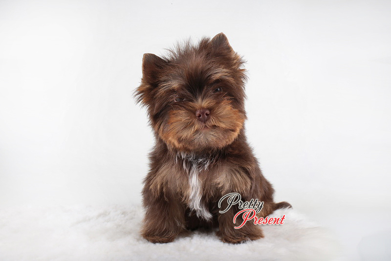 MONTI RAY &mdash; Labaza DogPedigree YorkshireTerrier