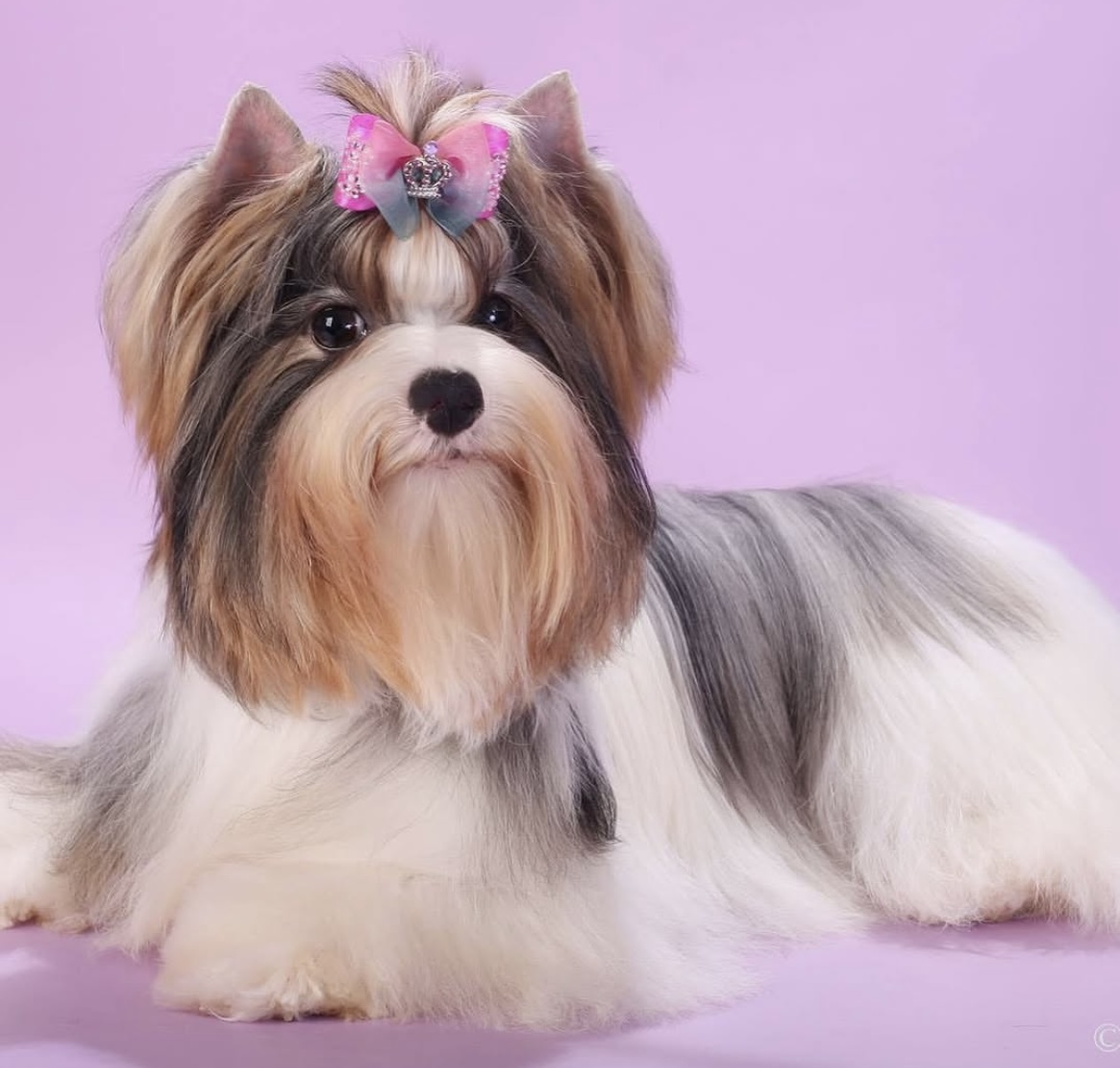 BLOK DREAM SCARLET SHARBY &mdash; Labaza DogPedigree YorkshireTerrier