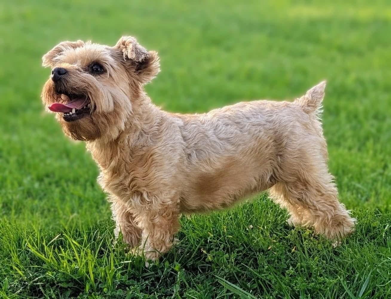  KINGSPORT'S BLONDES HAVE MORE FUN &mdash; Labaza DogPedigree YorkshireTerrier