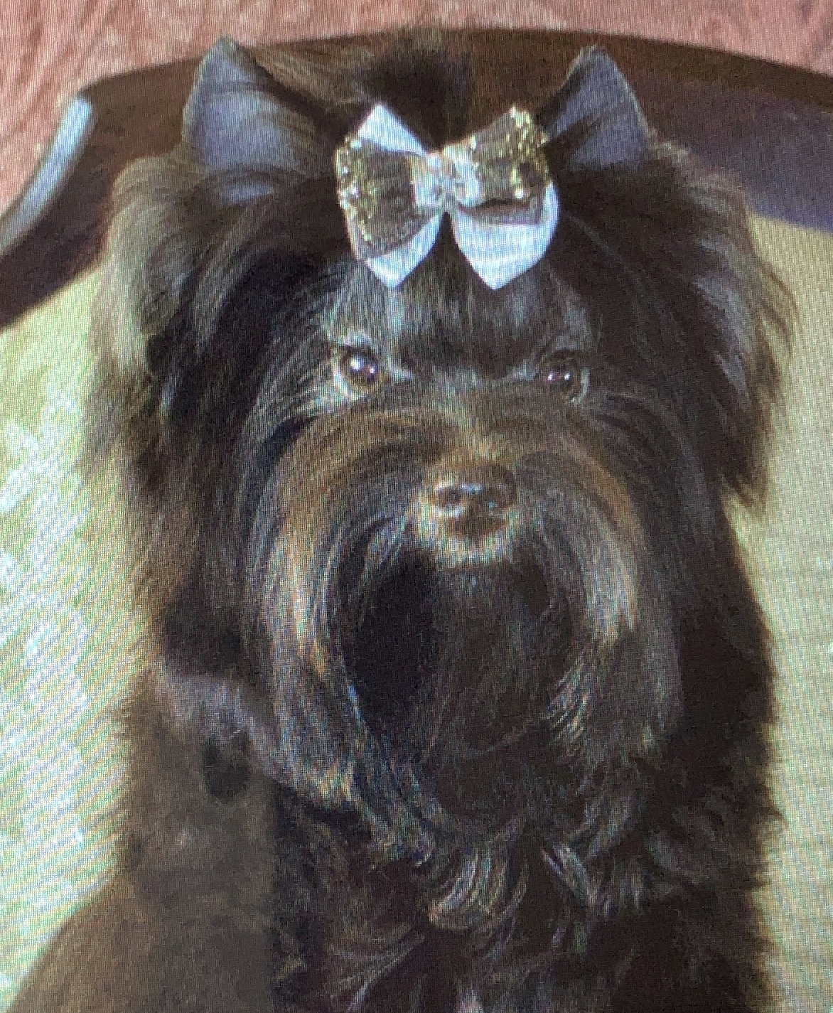 TOBLERON BEST CHOCO CLUN LEO BINARY &mdash; Labaza DogPedigree YorkshireTerrier