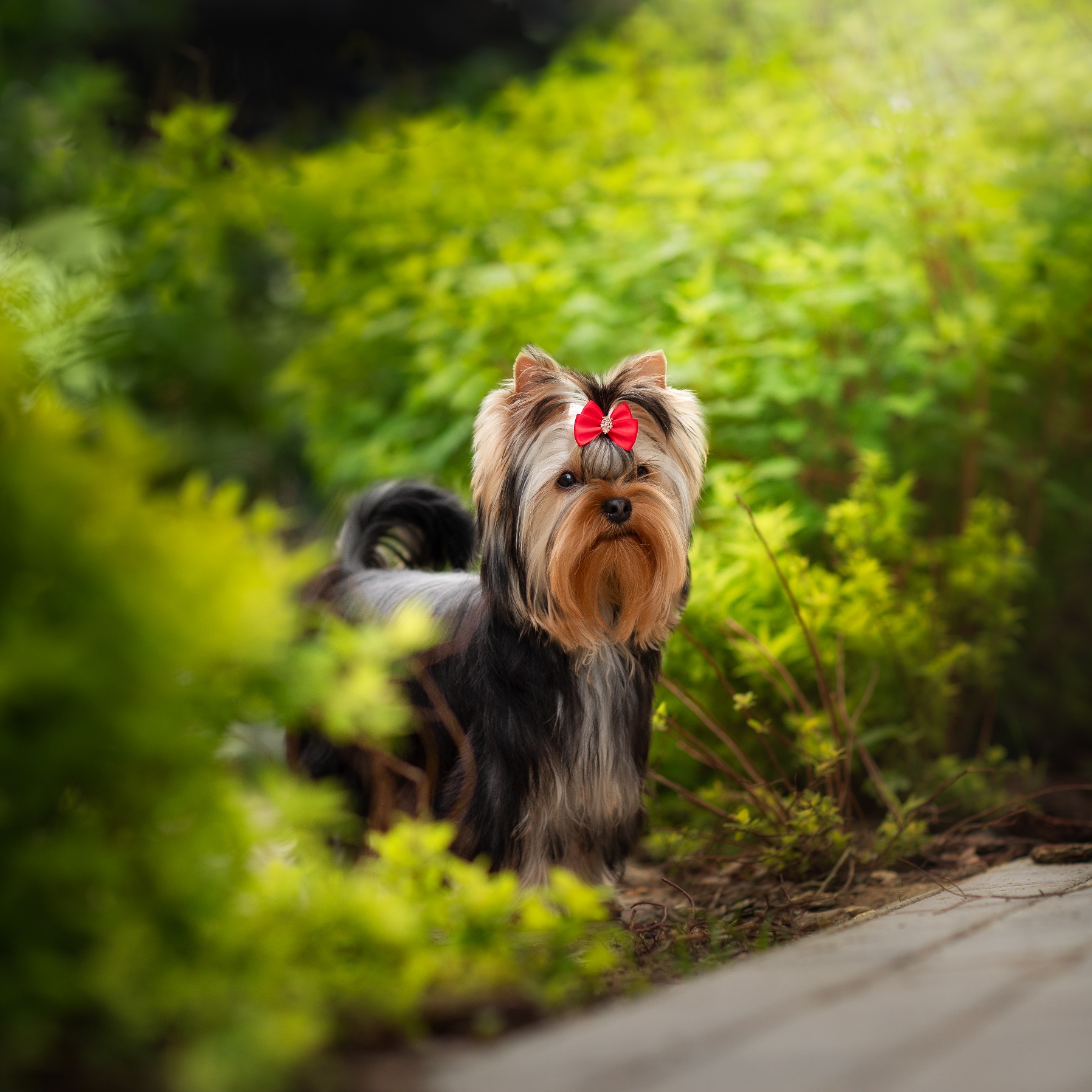 IMPIRE POWER ARIELLE FOR ETERNITYKRISTALL &mdash; Labaza DogPedigree YorkshireTerrier