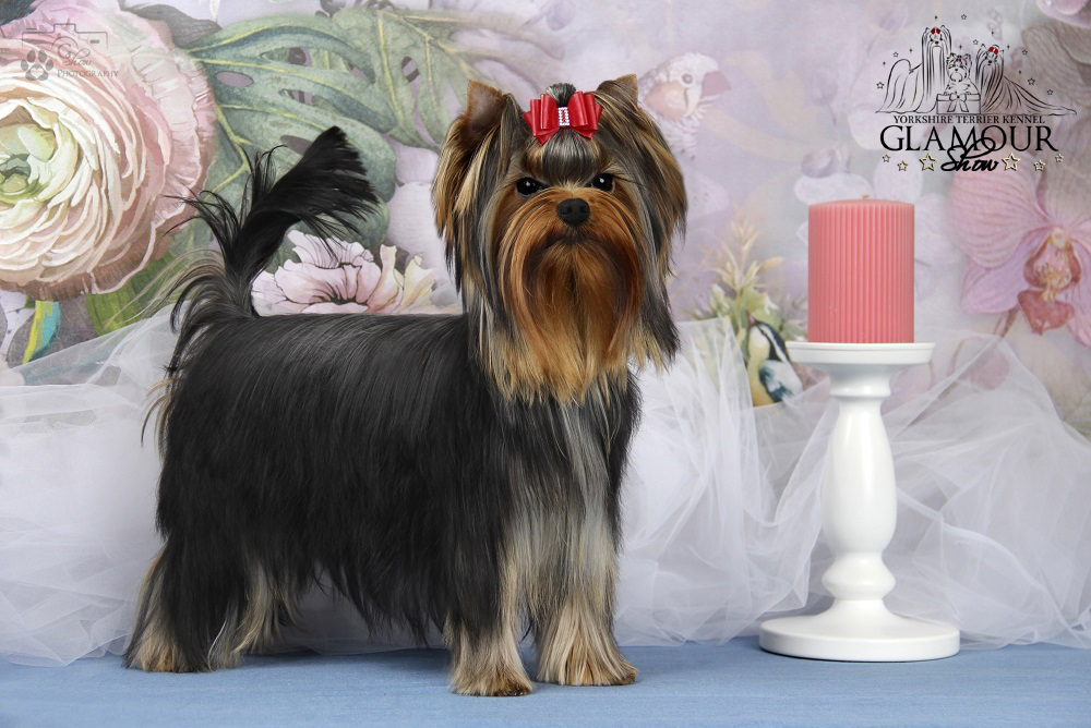 GLAMOUR SHOW MILLION KISSES &mdash; Labaza DogPedigree YorkshireTerrier