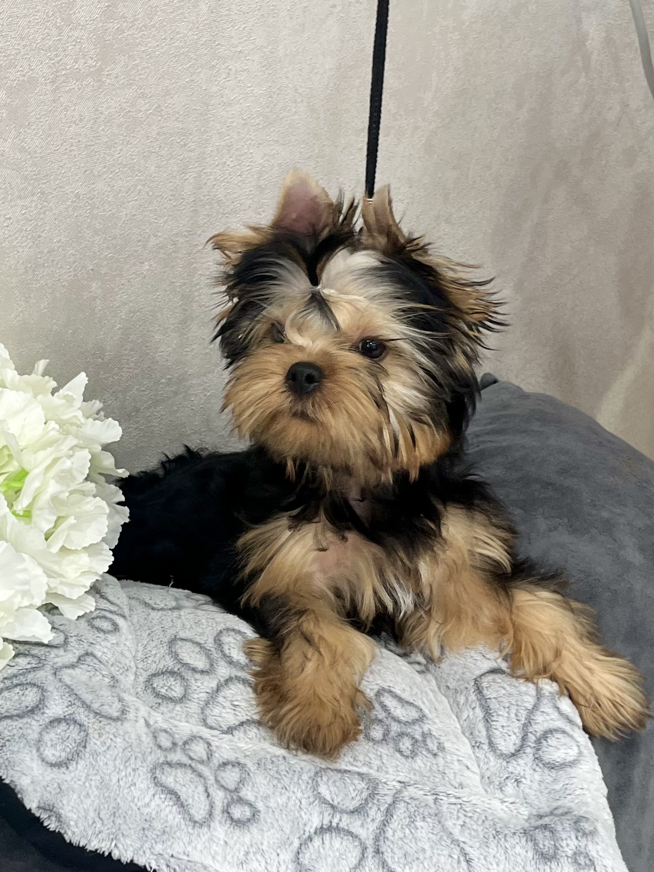  ARSTAR IMPERIAL ADRENALINE &mdash; Labaza DogPedigree YorkshireTerrier