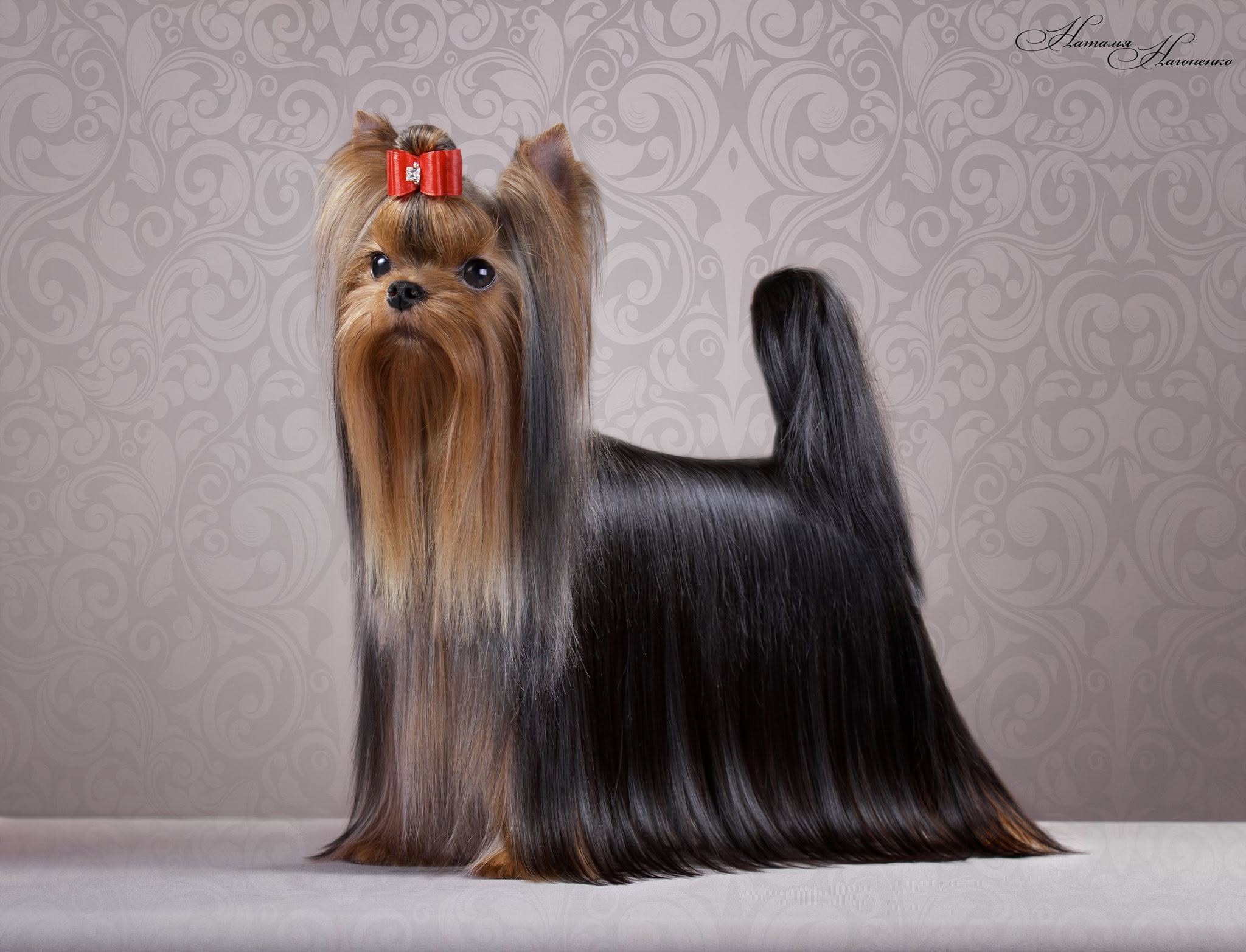 LARANTA YULALIYA &mdash; Labaza DogPedigree YorkshireTerrier