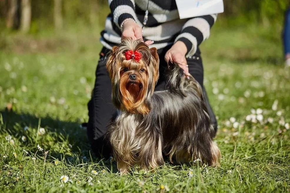 BAVARIYA MADAM KURAZH &mdash; Labaza DogPedigree YorkshireTerrier