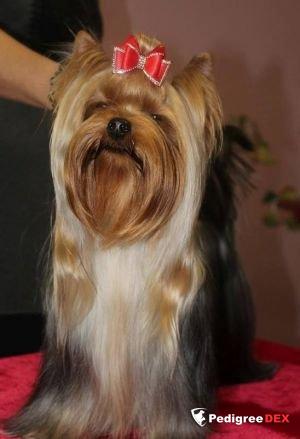 MANGRID UELSH LUIZA &mdash; Labaza DogPedigree YorkshireTerrier