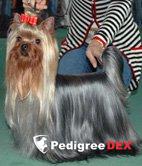 MINI SHOP FIVE GENERATION &mdash; Labaza DogPedigree YorkshireTerrier