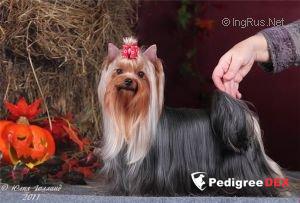 MANGRID ABSOLYUT PREMIUM EKSTRAVAGANS &mdash; Labaza DogPedigree YorkshireTerrier