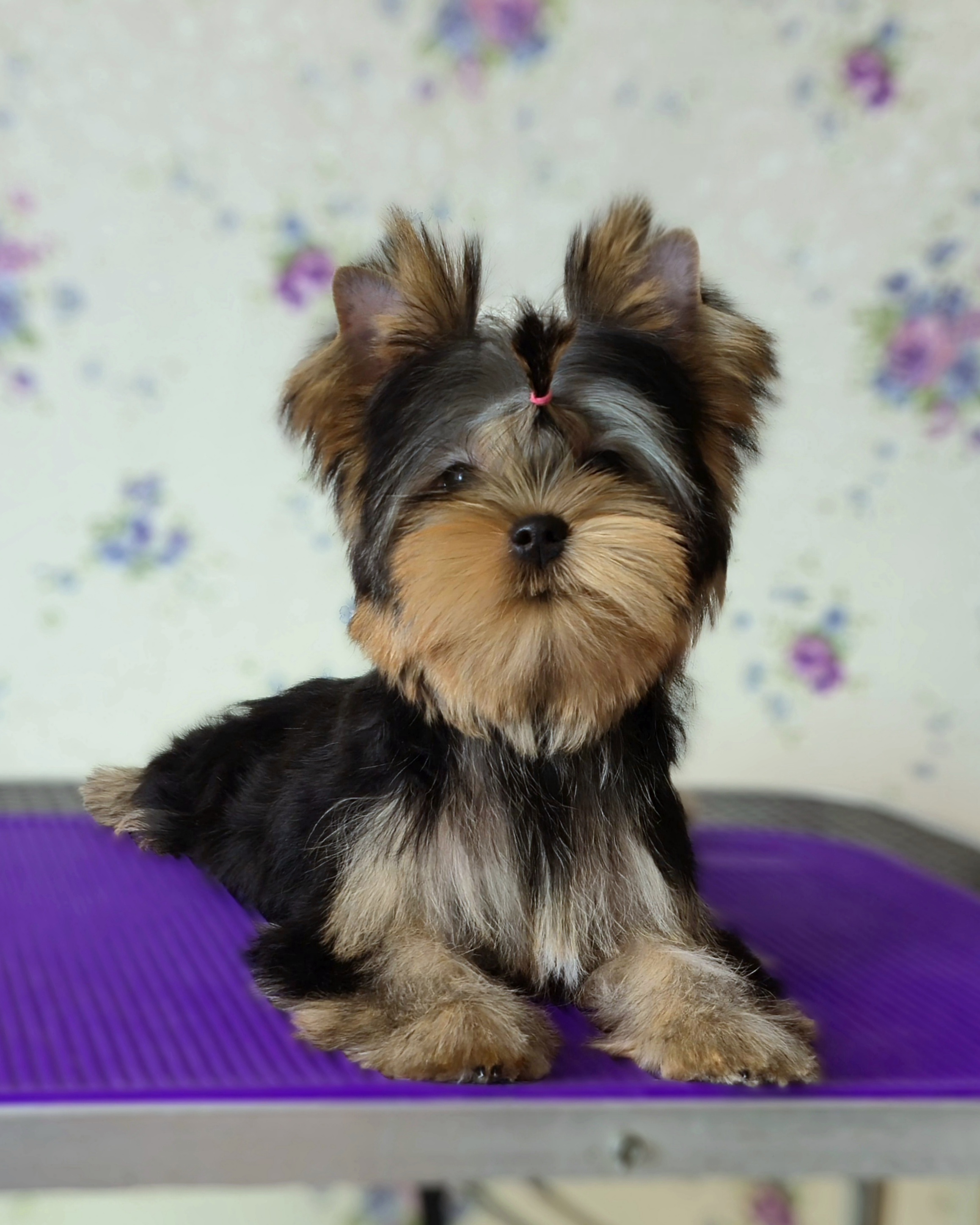VOLE'T SHOU RUSSIAN ROULETTE &mdash; Labaza DogPedigree YorkshireTerrier