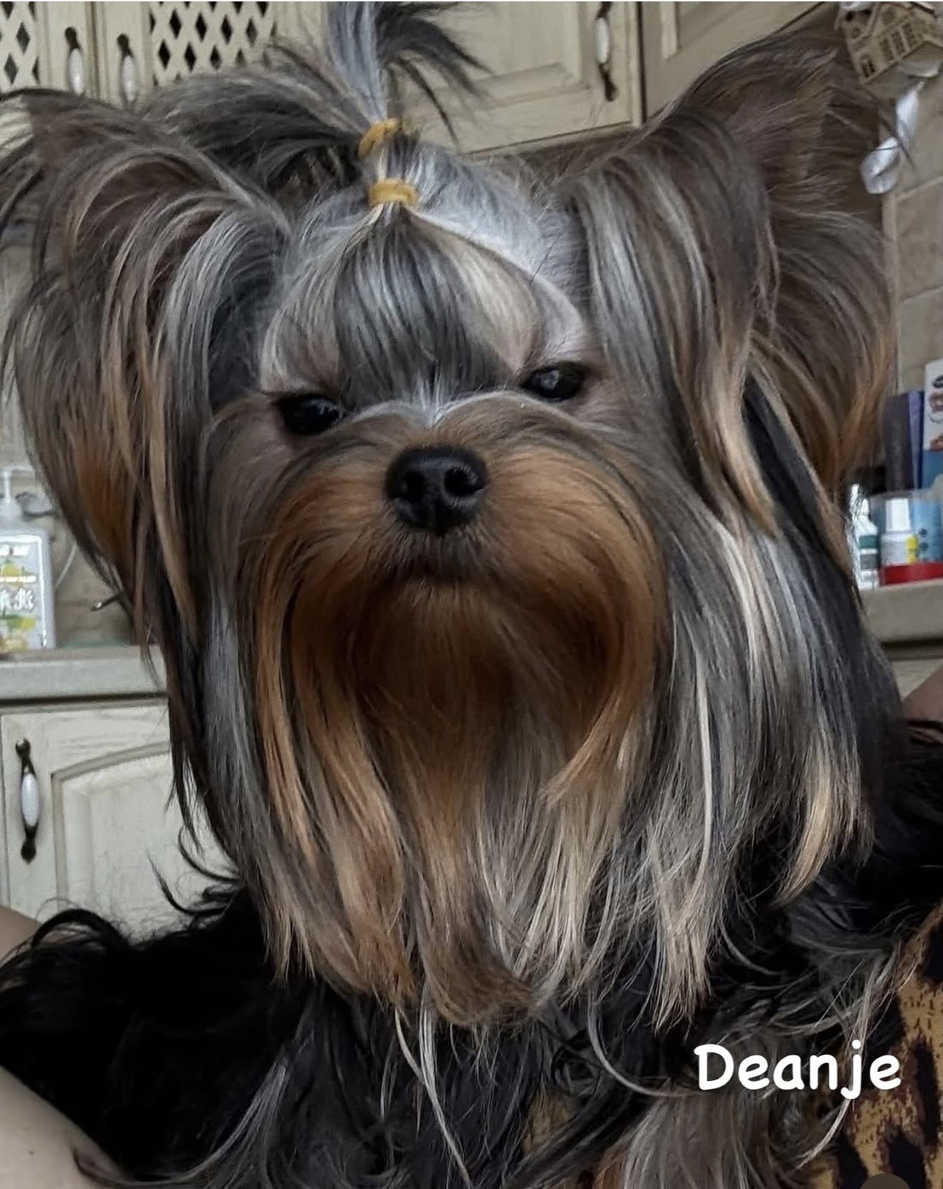 DEANJE TERRA INCOGNITA &mdash; Labaza DogPedigree YorkshireTerrier