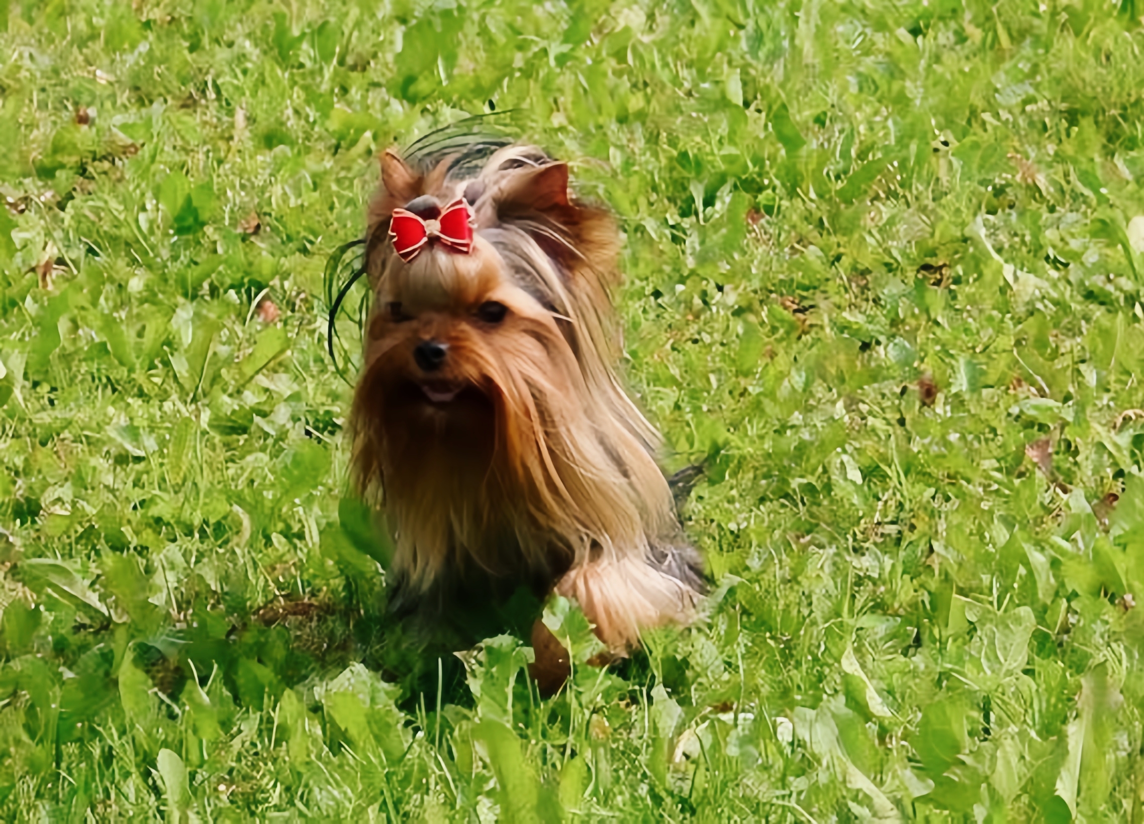STREET FLASH TRINITI &mdash; Labaza DogPedigree YorkshireTerrier