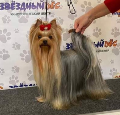 ELM DENDI THE ONLY ONE &mdash; Labaza DogPedigree YorkshireTerrier