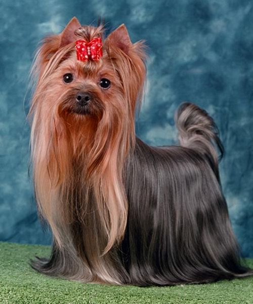  MINI SHOP MAGIC SHARM &mdash; Labaza DogPedigree YorkshireTerrier