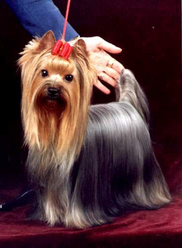  CLEOPATRA DELLE STELLE LUCENTI &mdash; Labaza DogPedigree YorkshireTerrier