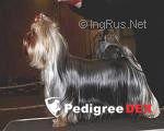  SHARMNATAN'S SUSIE QUATRO &mdash; Labaza DogPedigree YorkshireTerrier