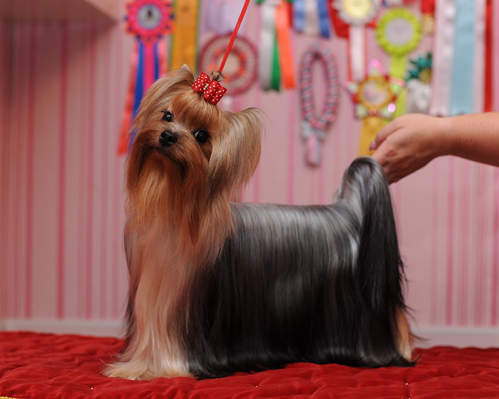 MINI SHOP PRACTICALLY PERFECT &mdash; Labaza DogPedigree YorkshireTerrier