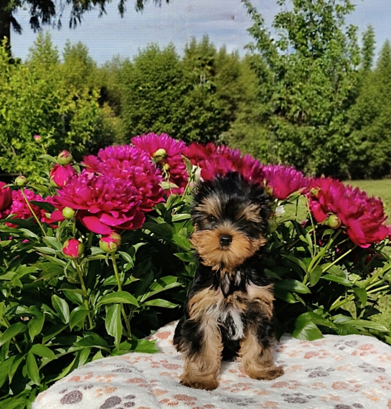 AS'TORRIA LIFE MIKAEL CHARM DE'LUXE &mdash; Labaza DogPedigree YorkshireTerrier