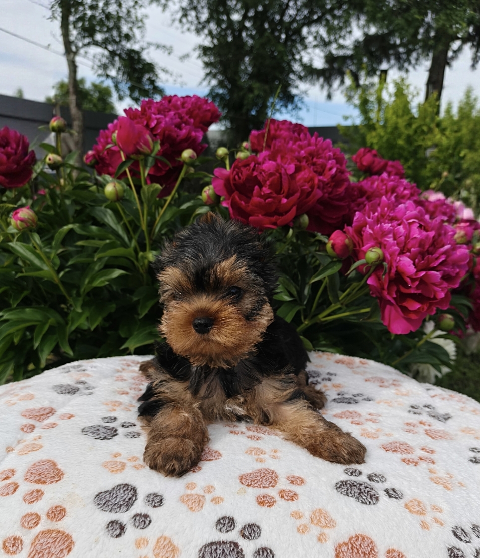 AS'TORRIA LIFE NEON SMOKI SMILE &mdash; Labaza DogPedigree YorkshireTerrier