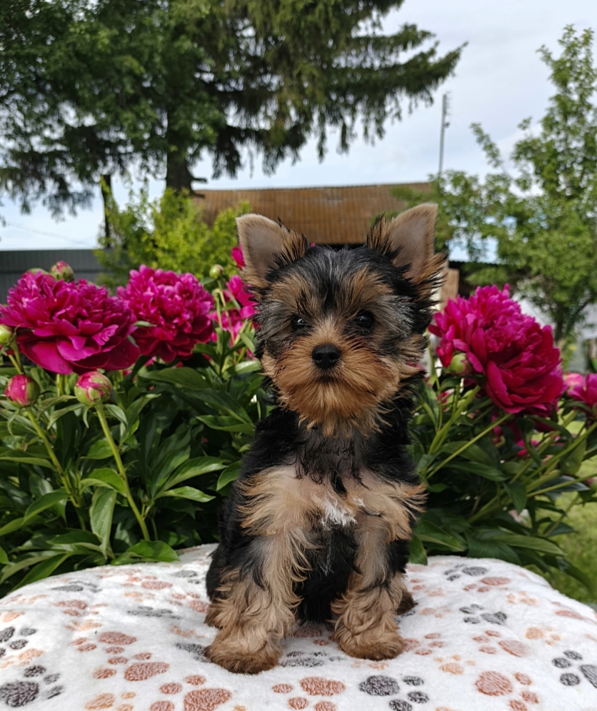 AS'TORRIA LIFE MELANI-LILLLIAN STARR &mdash; Labaza DogPedigree YorkshireTerrier