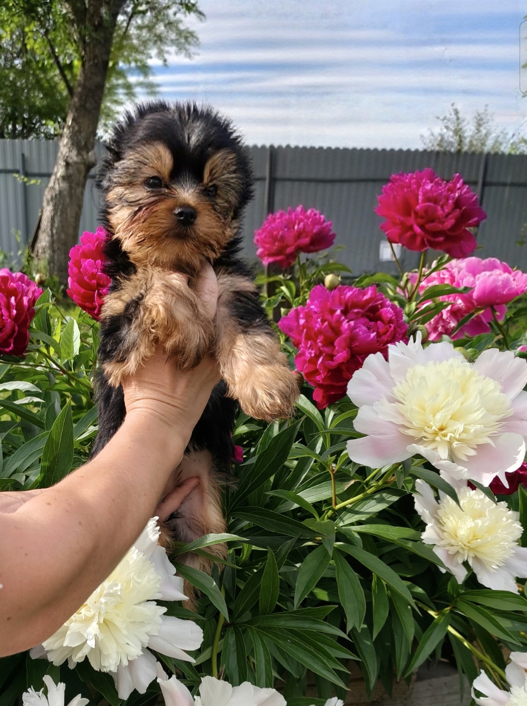 ‎AS'TORRIA LIFE NAOMI BEAUTY STYLE &mdash; Labaza DogPedigree YorkshireTerrier