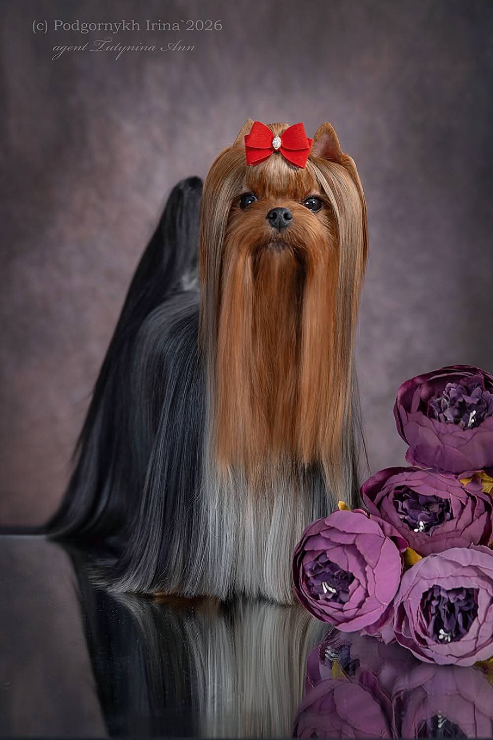 STREET FLASH STREET FLASH HISTORY MY LOVE &mdash; Labaza DogPedigree YorkshireTerrier