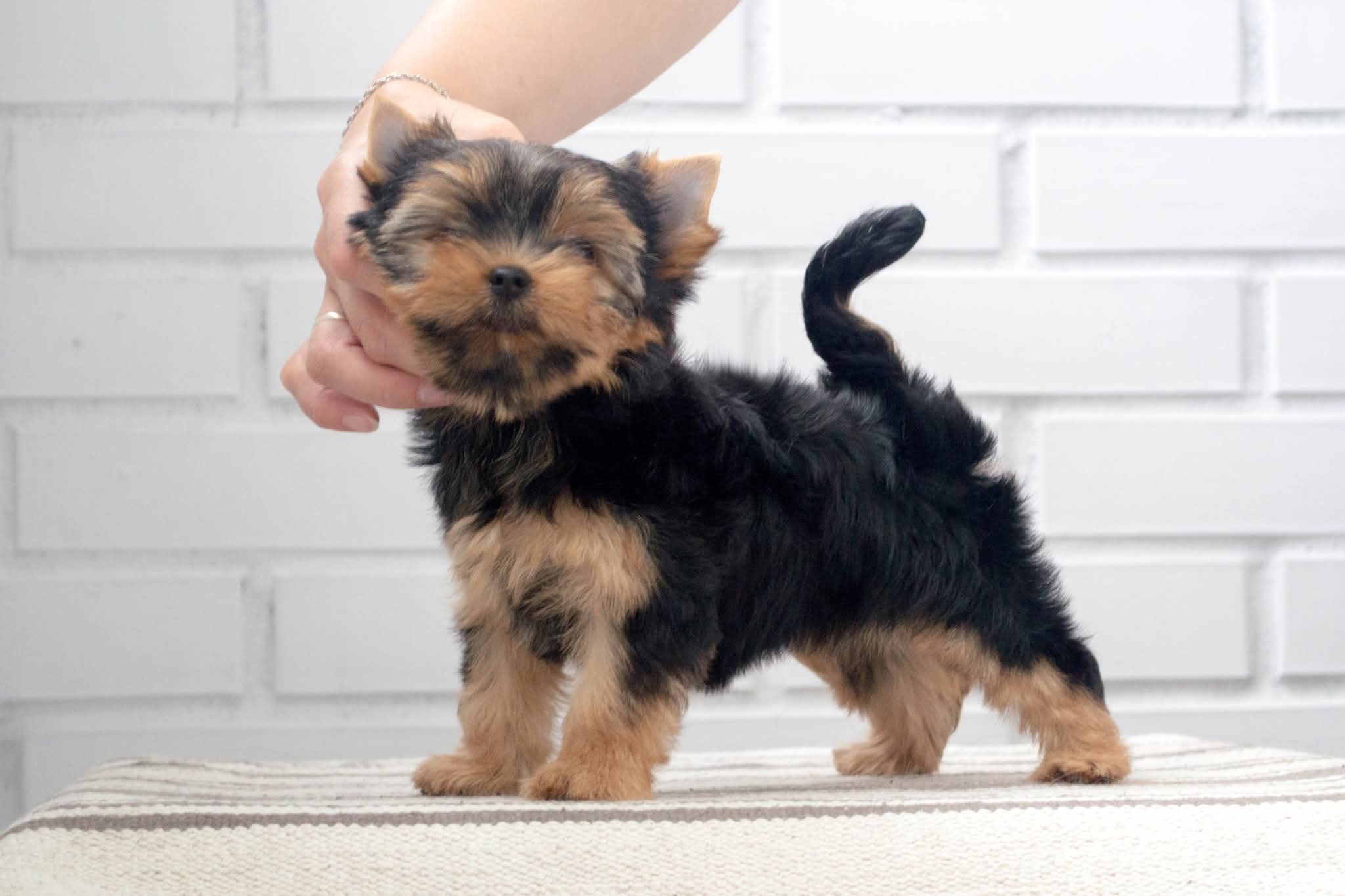 VOLE'T SHOU PINA COLADA &mdash; Labaza DogPedigree YorkshireTerrier