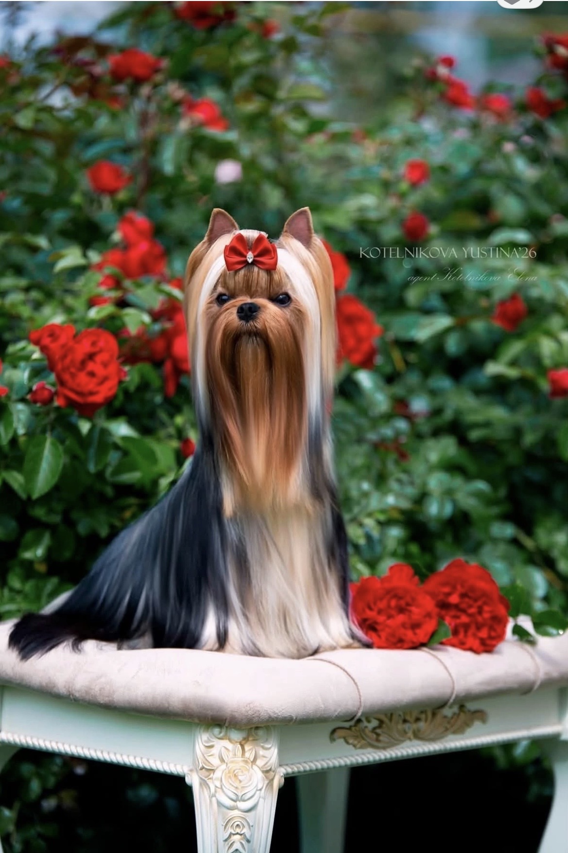 NARCISSA ALARIS PEARL &mdash; Labaza DogPedigree YorkshireTerrier