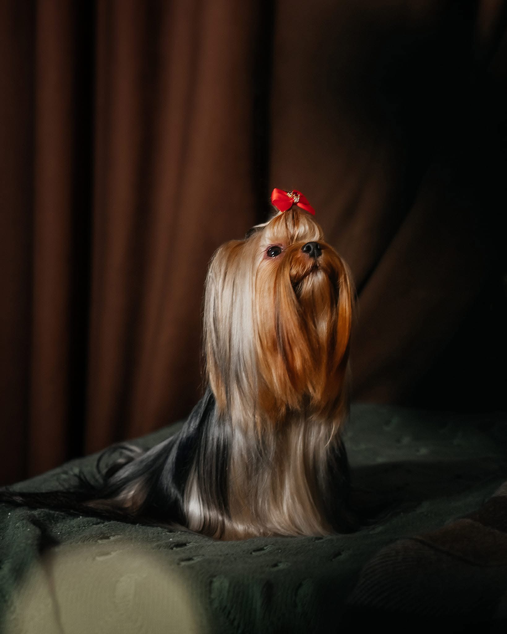 AMORE BRAVO DUCATI WINNERS &mdash; Labaza DogPedigree YorkshireTerrier