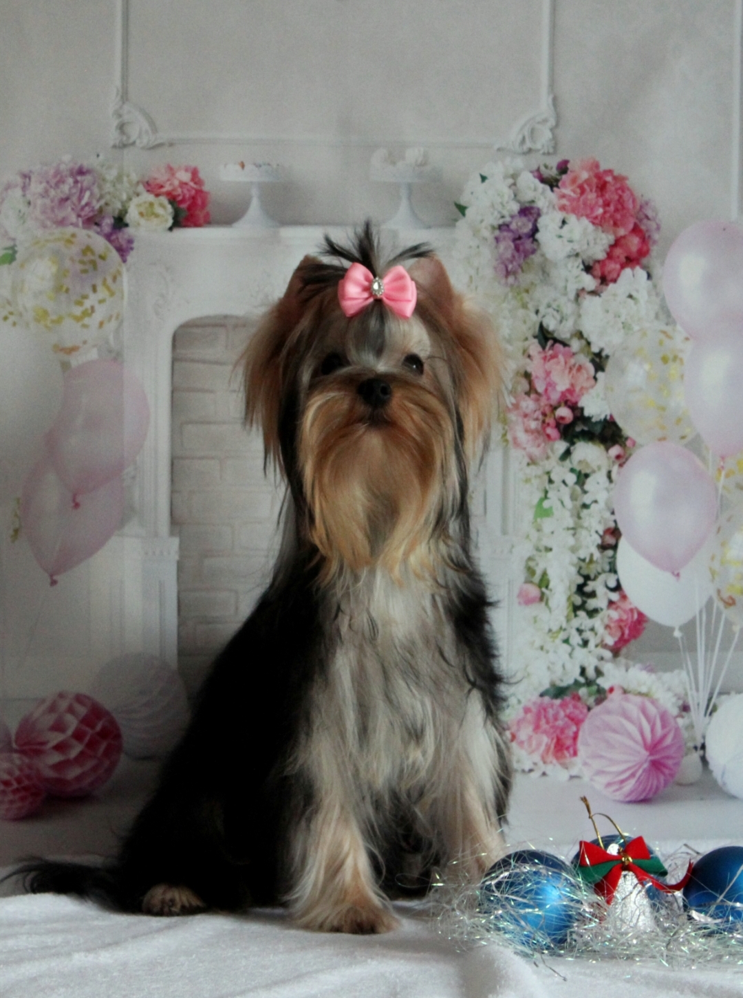 PECH HOUP OPERETTA &mdash; Labaza DogPedigree YorkshireTerrier