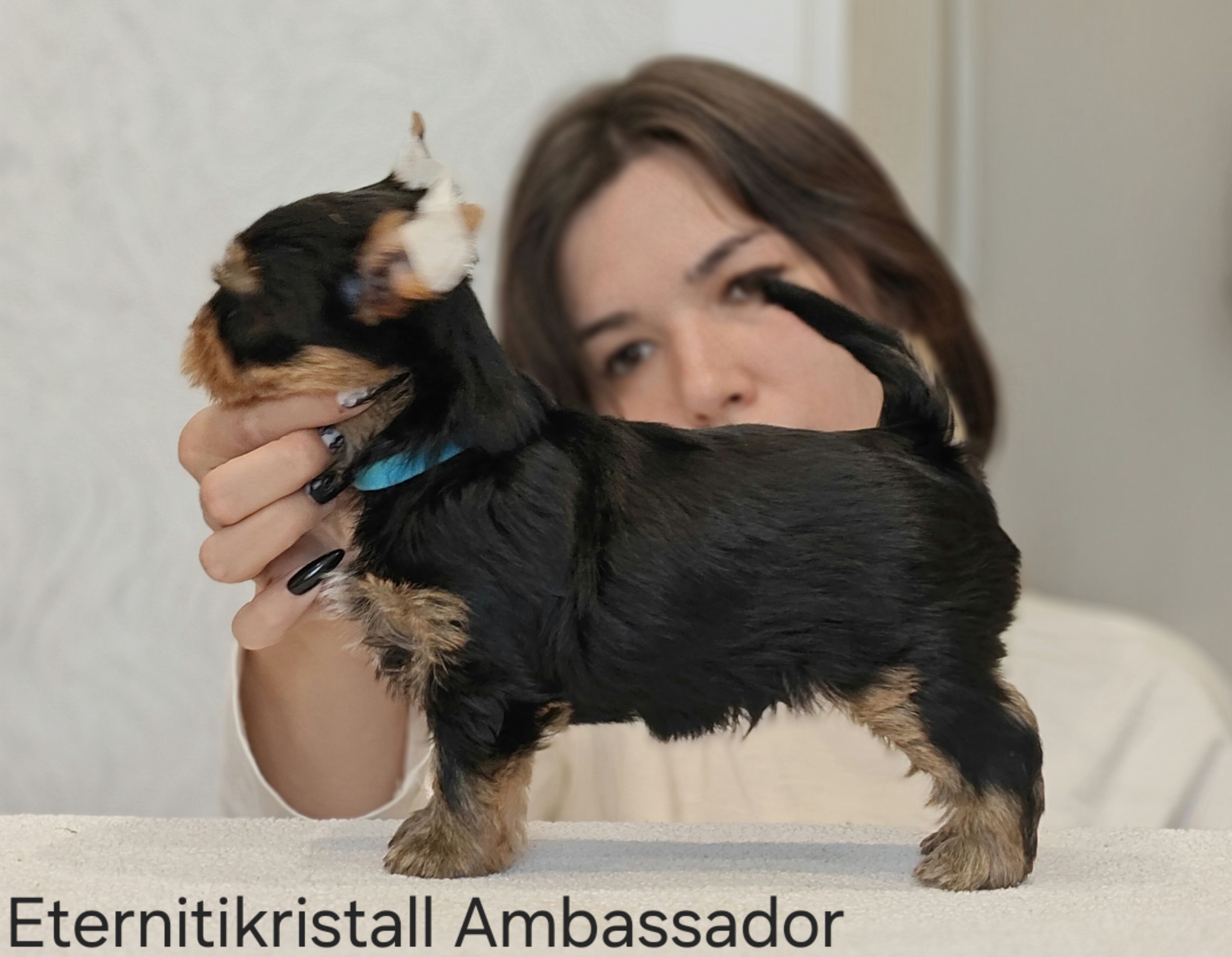 ETERNITIKRISTALL AMBASSADOR &mdash; Labaza DogPedigree YorkshireTerrier