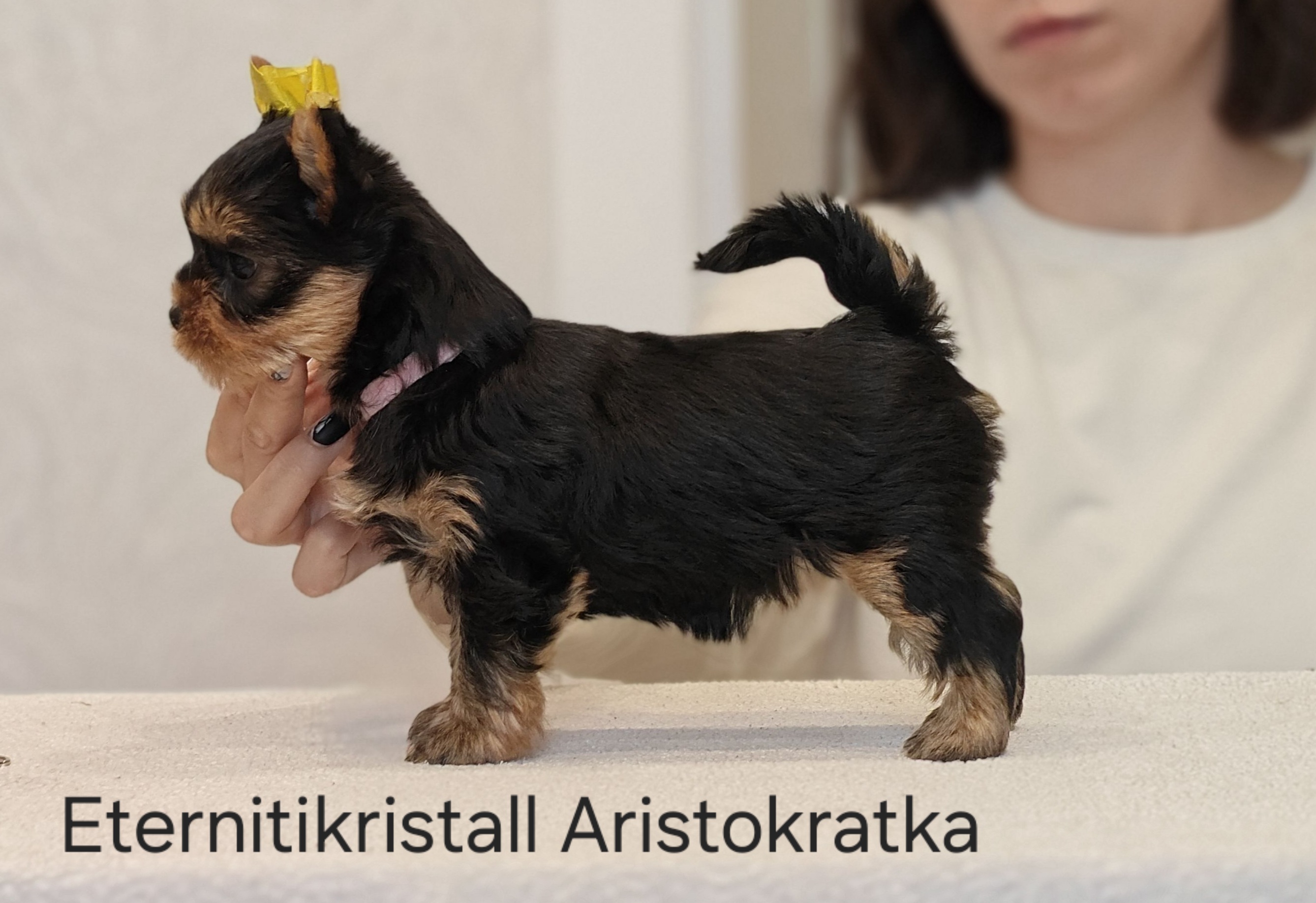 ETERNITIKRISTALL ARISTOKRATKA &mdash; Labaza DogPedigree YorkshireTerrier