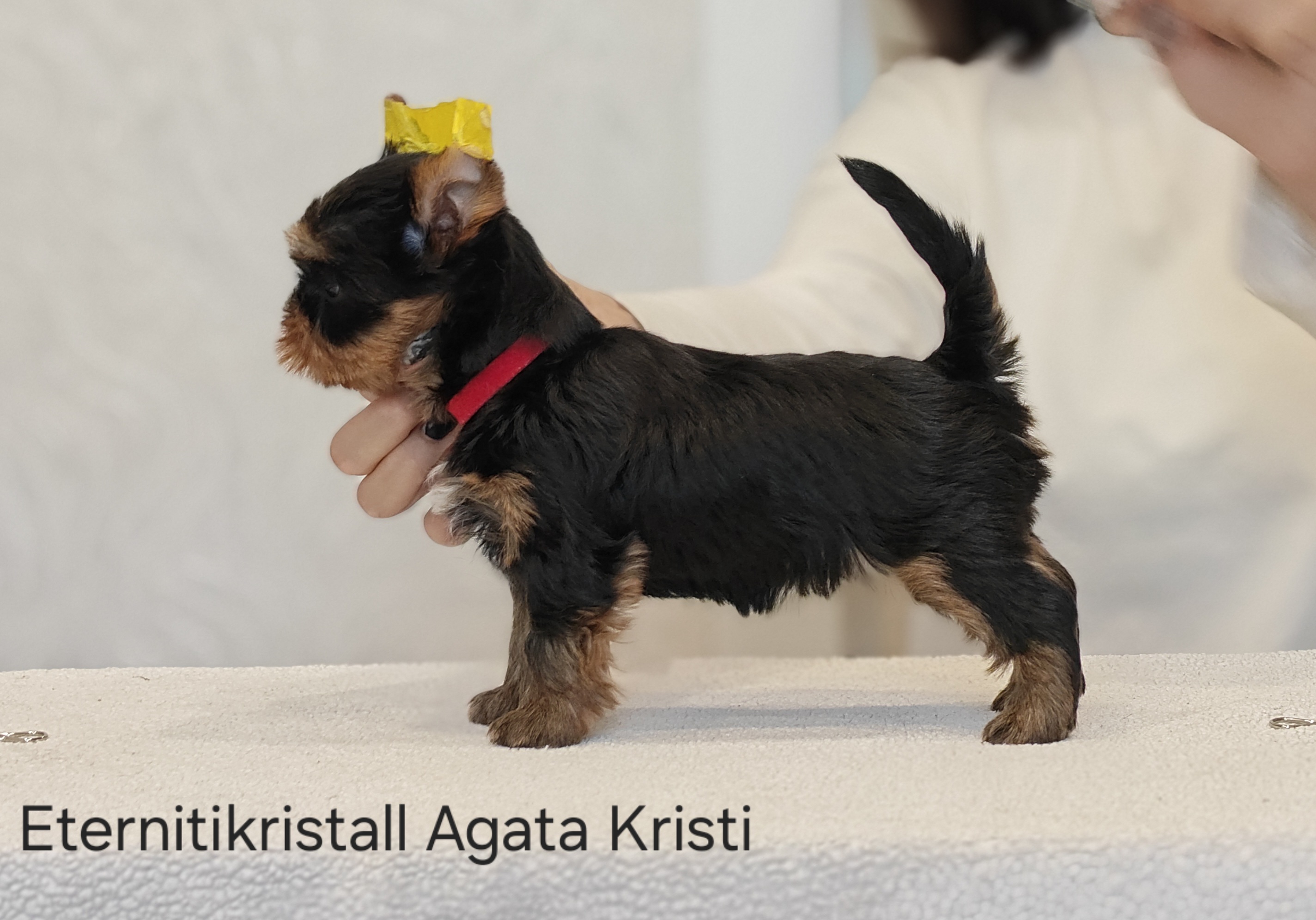 ETERNITIKRISTALL AGATA KRISTI &mdash; Labaza DogPedigree YorkshireTerrier